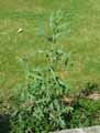 Lactuca serriola, Lactuca scariola