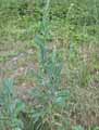 Lactuca virosa