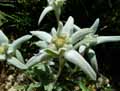 Leontopodium alpinum