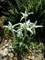 Leontopodium alpinum