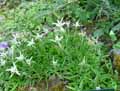 Leontopodium stracheyi