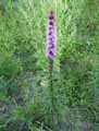 Liatris spicata
