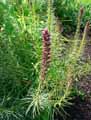 Liatris spicata