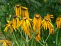 Ligularia dentata, Ligularia clivorum