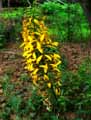 Ligularia stenocephala The Rocket