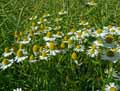 Matricaria recutita, Matricaria chamomilla