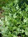 Notobasis Syriaca, Cirsium syriacum