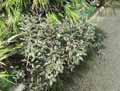 Olearia macrodonta