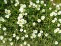 Olearia macrodonta
