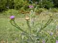 Onopordum acanthium