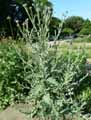 Onopordum acanthium