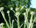 Onopordum acanthium