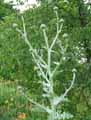 Onopordum acanthium