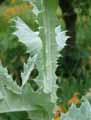 Onopordum acanthium