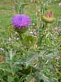Onopordum acanthium