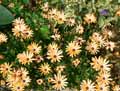 Osteospermum Orange Symphony