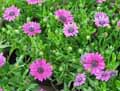 Osteospermum Purple