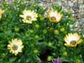 Osteospermum Symphony