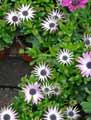 Osteospermum ecklonis
