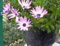 Osteospermum ecklonis