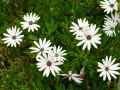 Osteospermum ecklonis