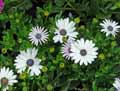 Osteospermum ecklonis