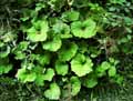 Petasites albus