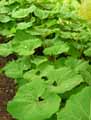 Petasites hybridus