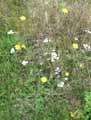 Picris echioides
