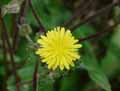 Picris echioides