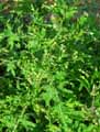Ptilostemon Casabonae