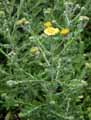 Pulicaria dysenterica