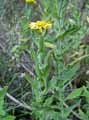 Pulicaria vulgaris