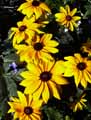 Rudbeckia hirta