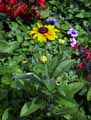 Rudbeckia hirta