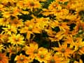 Rudbeckia hirta Irish Spring