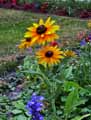 Rudbeckia hirta