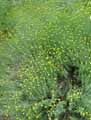 Santolina chamaecyparissus