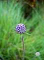 Scabiosa caucasia