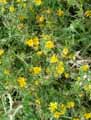 Scolymus hispanicus