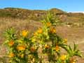 Scolymus hispanicus