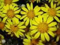Senecio Sunshine