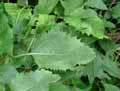 Senecio alpinus