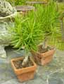 Senecio barbertonicus