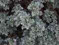 Senecio cineraria