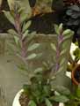 Senecio crassissimus