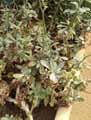 Senecio decaryi