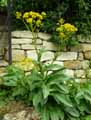 Senecio doria
