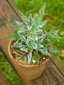 Senecio kleiniiformis