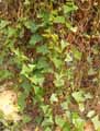 Senecio macroglossus